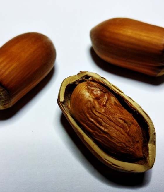 RZECH LASKOWY WCZESNY DŁUGI