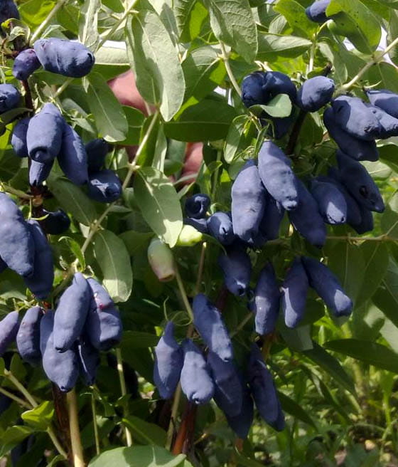 JAGODA KAMCZACKA CZELABINKA