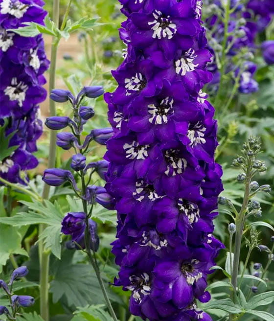 Ostróżka Magic Fountain Dark Blue White Bee