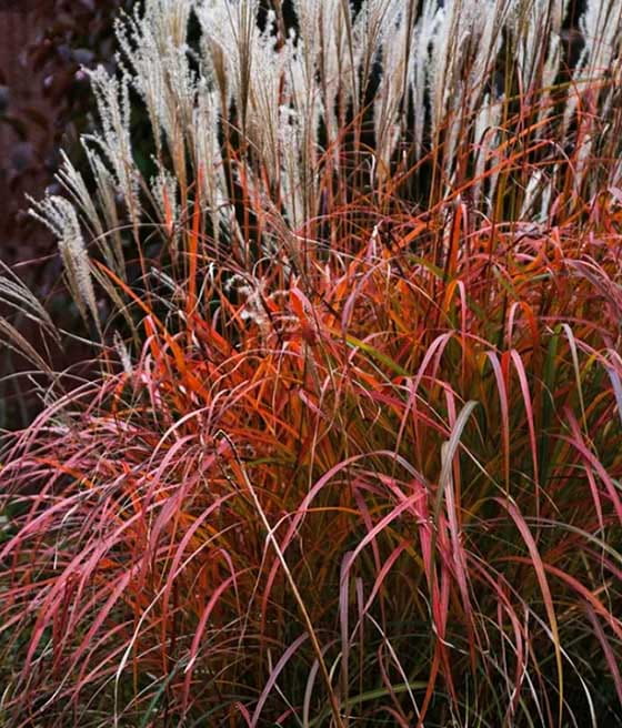 Miskant Chiński Dronning Ingrid