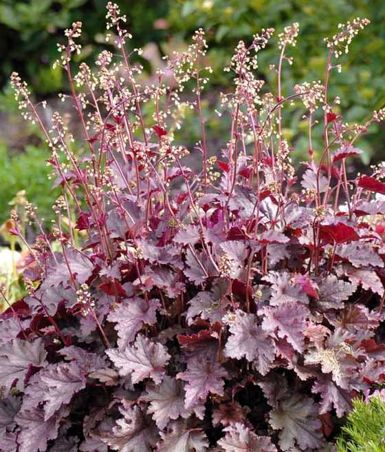 Żurawka Melting Fire