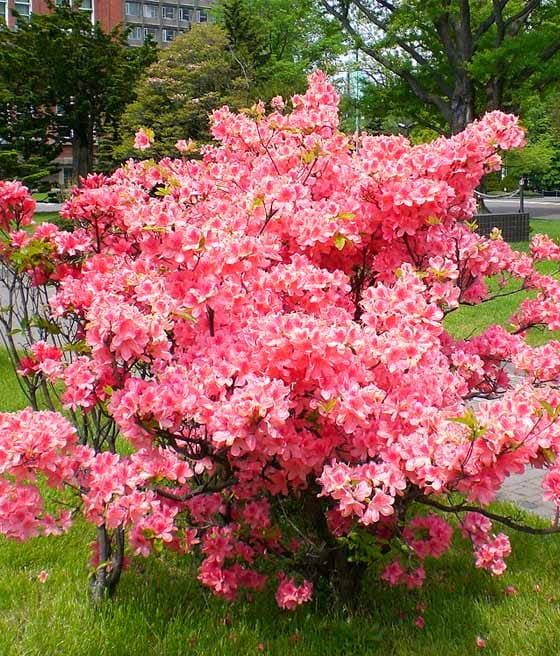 Azalia Japońska Babuschka