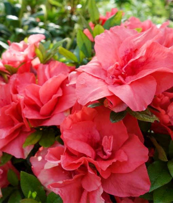 Azalia Japońska Cherie