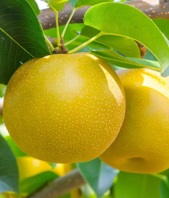 Grusza Azjatycka Hayatama