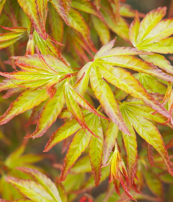 Klon Palmowy Little Princess