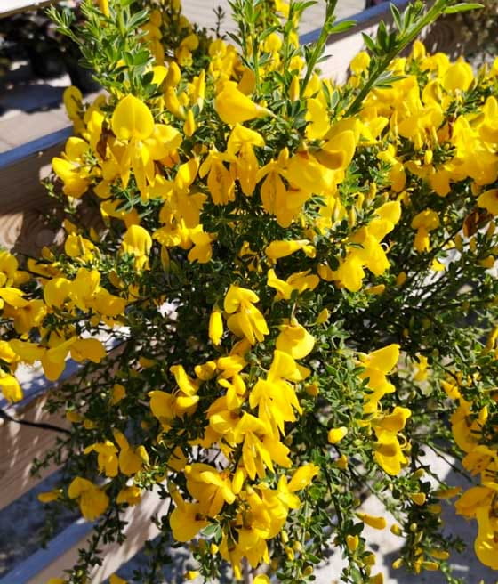 Żarnowiec Golden Sunlight