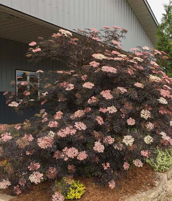 Bez Czarny Black Lace