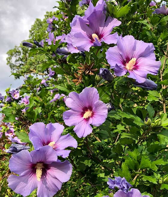 HIBISKUS CISEAU BLEU SYRYJSKA