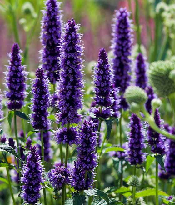 Kłosowiec Black Adder