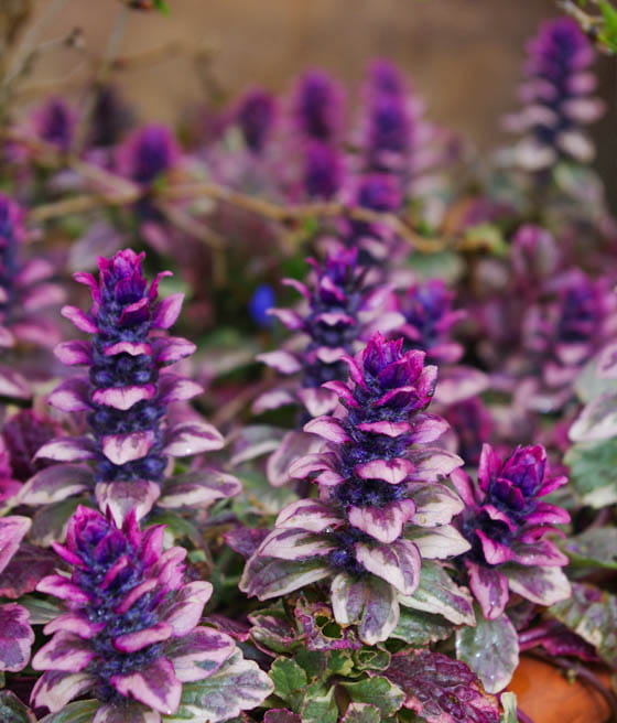 Dąbrówka Rozłogowa Burgundy Glow w donicy