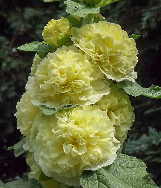 Malwa Double Yellow w donicy