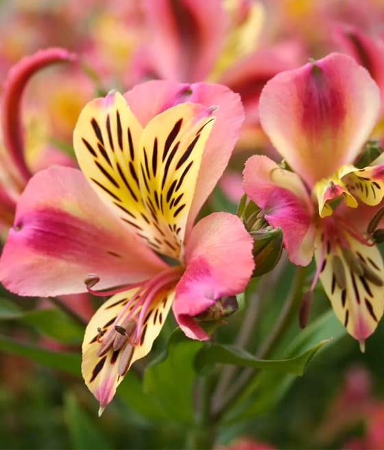 Alstremeria (Alstroemeria) Cahors