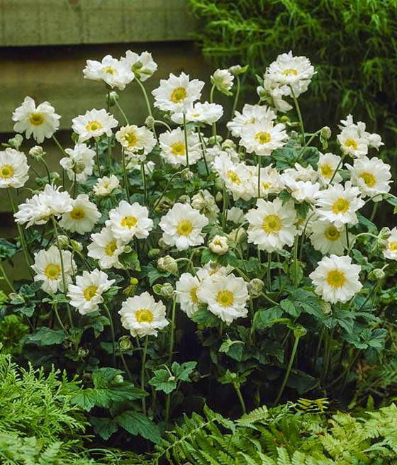 Zawilec Mieszańcowy Whirlwind