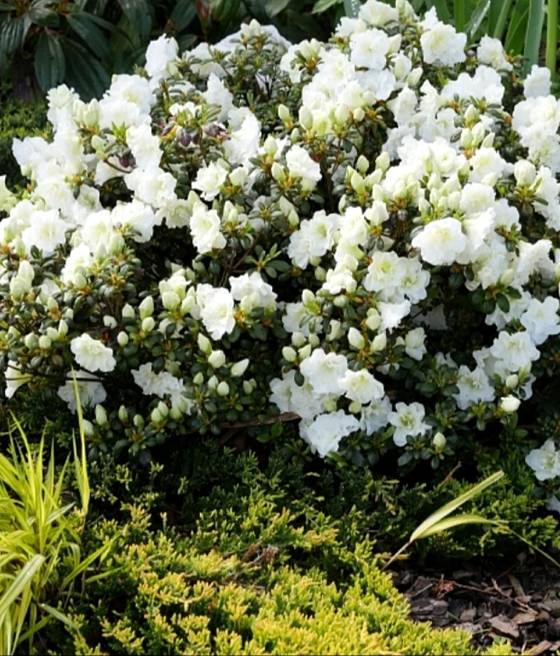 Azalia Japońska Schneesturm