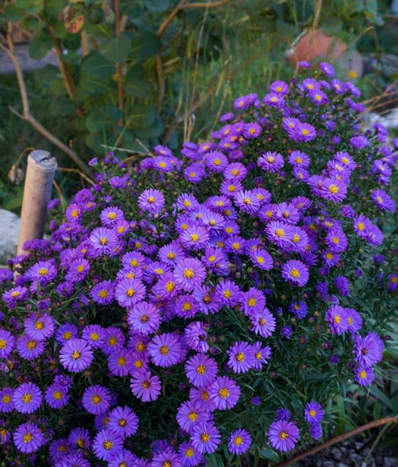 Aster Blaue Lagune w donicy