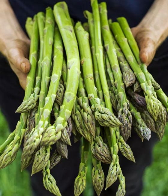 Szparag Gijnlim w donicy