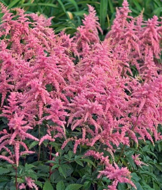 Tawułka Bressingham Beauty w donicy