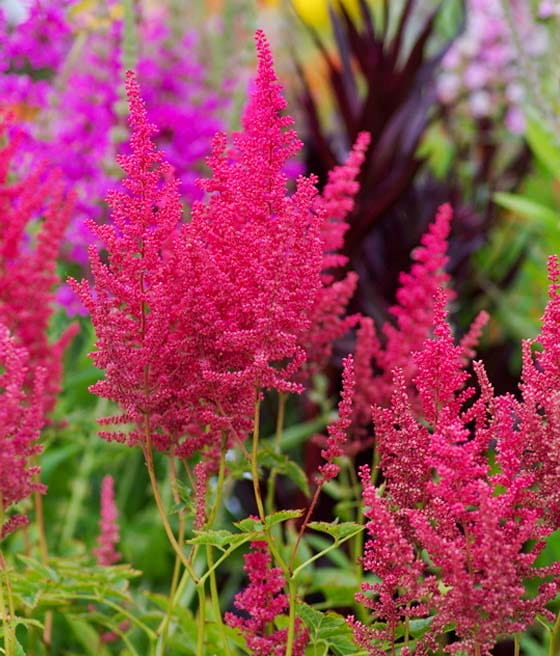 Tawułka Else Schluck w donicy