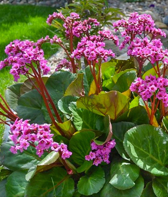 Bergenia Abendglut w donicy