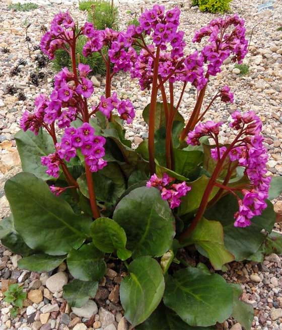 Bergenia Sercolistna Vinterglöd (Winterglut)