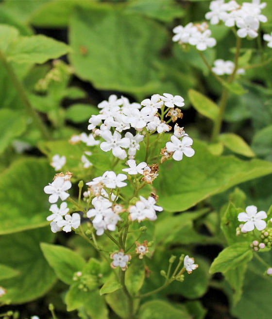 Brunera wielkolistna Betty Bowring w donicy