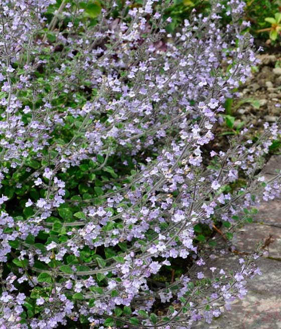 Kalaminta mniejsza Blue Cloud w donicy