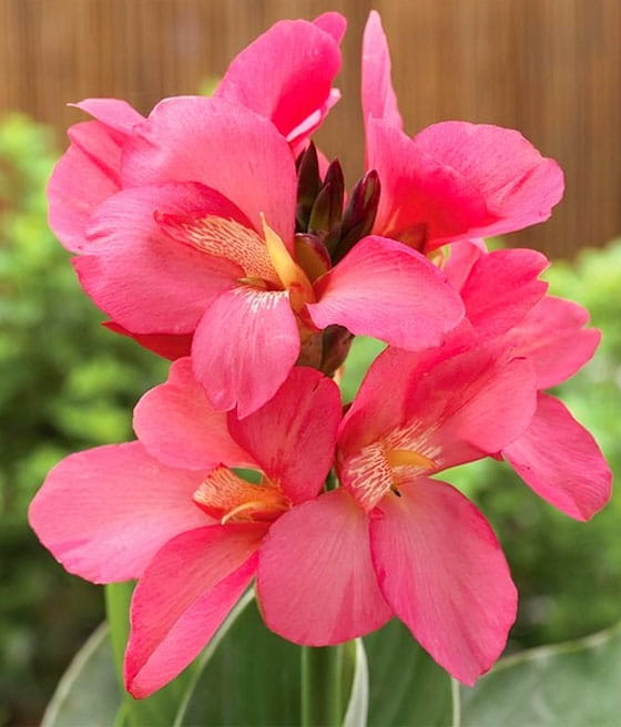 Kanna/Paciorecznik Mrs. Oklahoma