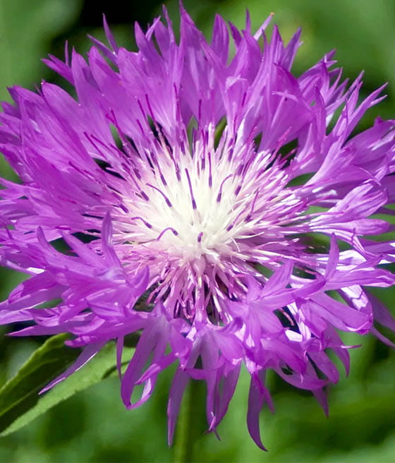 Chaber Białawy w donicy