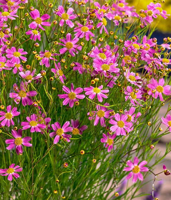 Nachyłek różowy American Dream w donicy