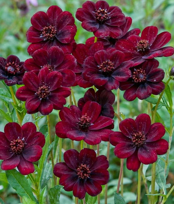 Kosmos Czekoladowy w donicy