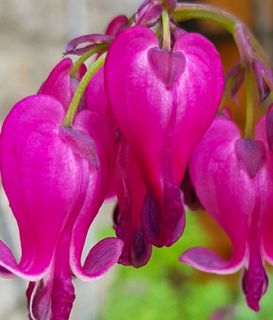 Serduszka Piękne Luxuriant w donicy