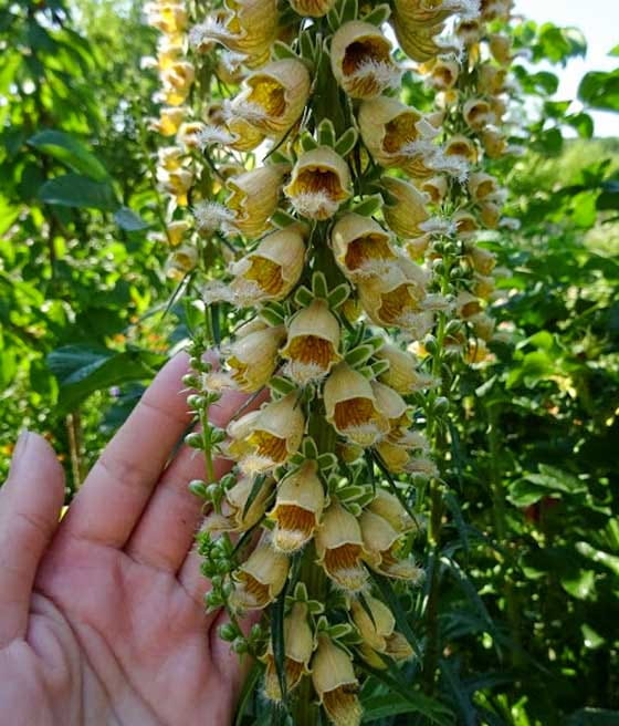 Naparstnica Rdzawa Gelber Herold w donicy