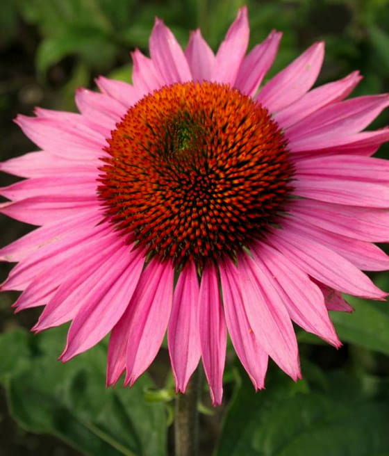 Jeżówka Purpurowa Ruby Giant w donicy