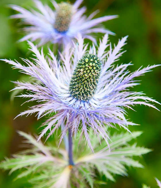 Mikołajek Alpejski Blue Star w donicy