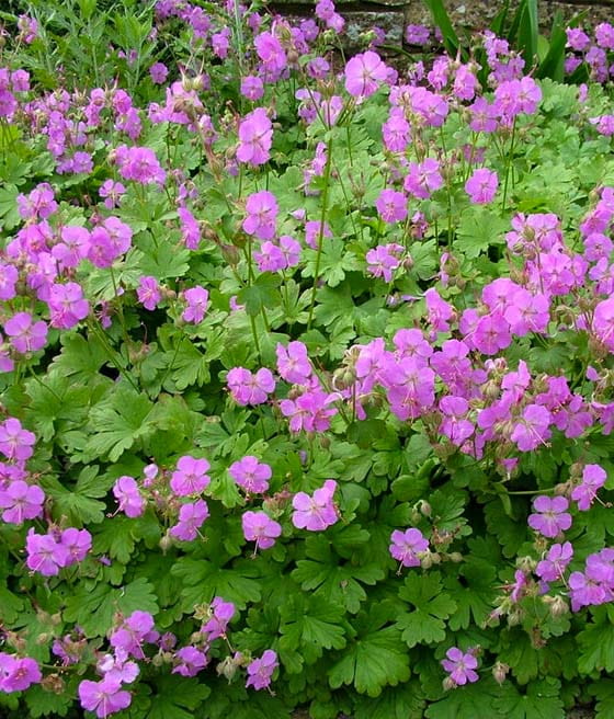 Bodziszek Kantabryjski Cambridge