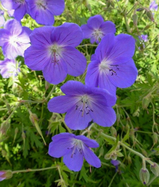 Bodziszek Brookside w donicy