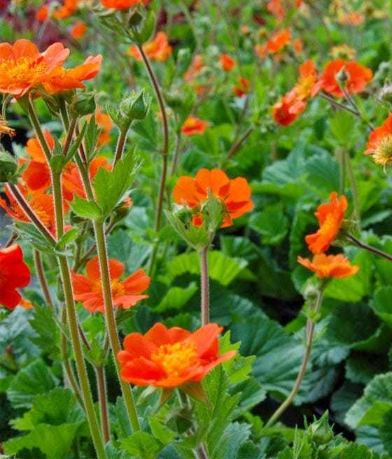 Kuklik Szkarłatny Borisii-Strain w donicy