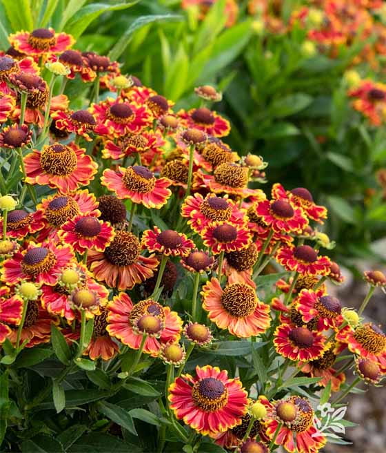 Dzielżan Jesienny Bandera w donicy