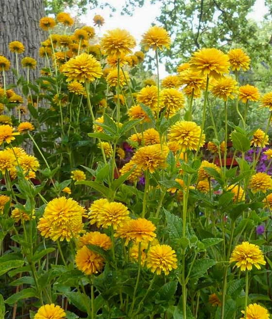 Słonecznik Ozdobny Szorstki Asahi w donicy