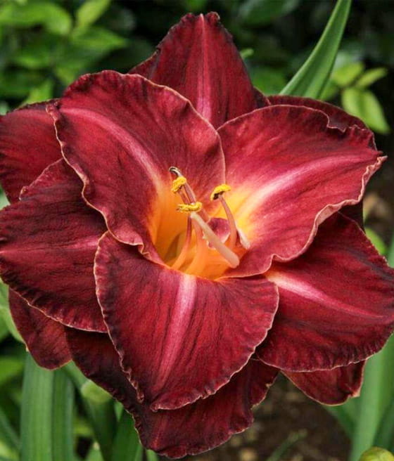 Liliowiec Burgundy Love w donicy