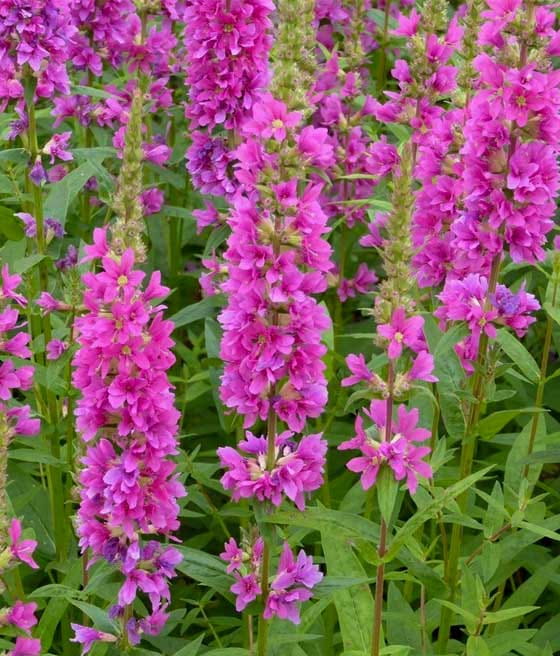 Krwawnica Pospolita Robert w donicy