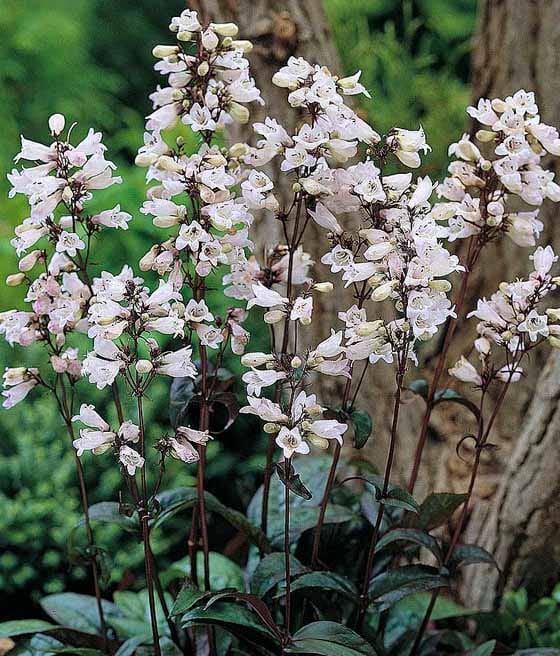 Penstemon Palczasty Husker Red w donicy
