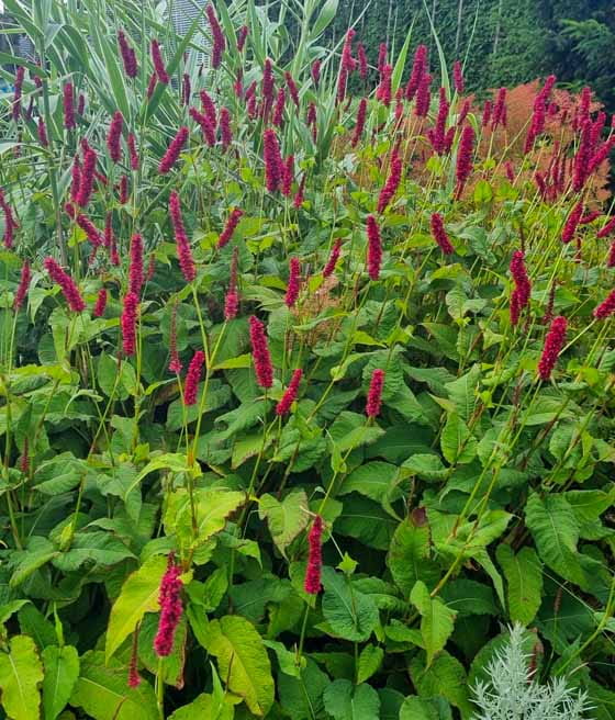 Rdest Himalajski Fat Domino w donicy