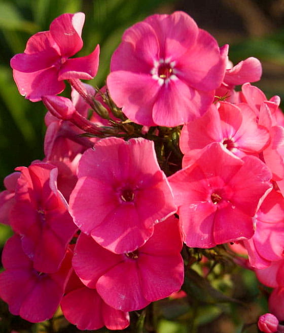 Floks Wiechowaty Pink Attraction w donicy