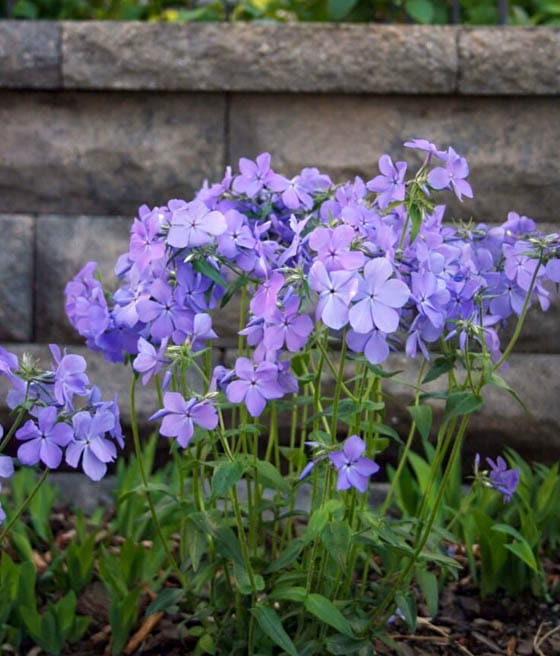 Floks Kanadyjski Blue Moon w donicy