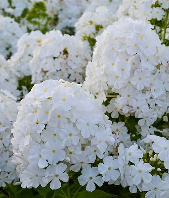 Floks Plamisty Schneelawine w donicy