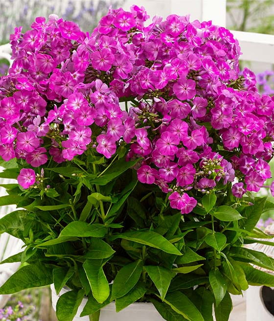 Floks Wiechowaty Sweet Summer® Surprise™ w donicy