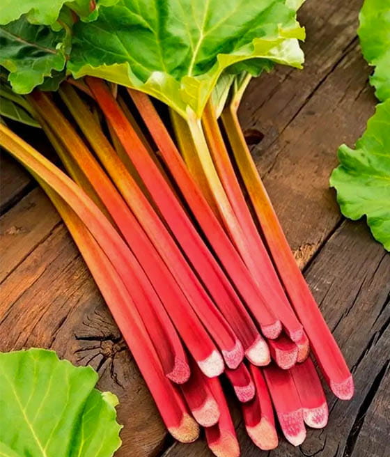 Rabarbar Goliath w donicy