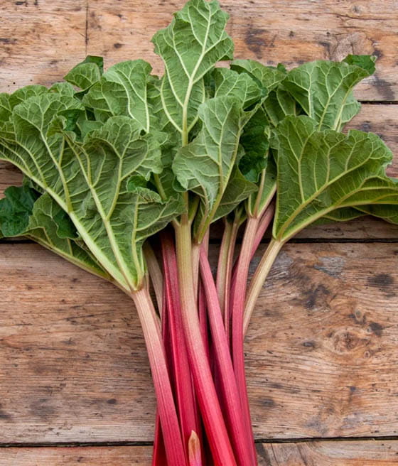 Rabarbar Mikoot w donicy