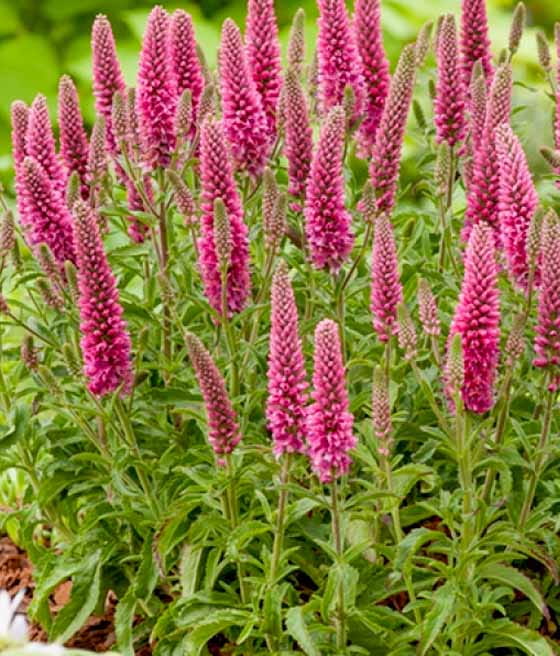 Przetacznik kłosowy Rosa Zwerg w donicy